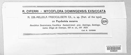 Meliola fasciculiseta image